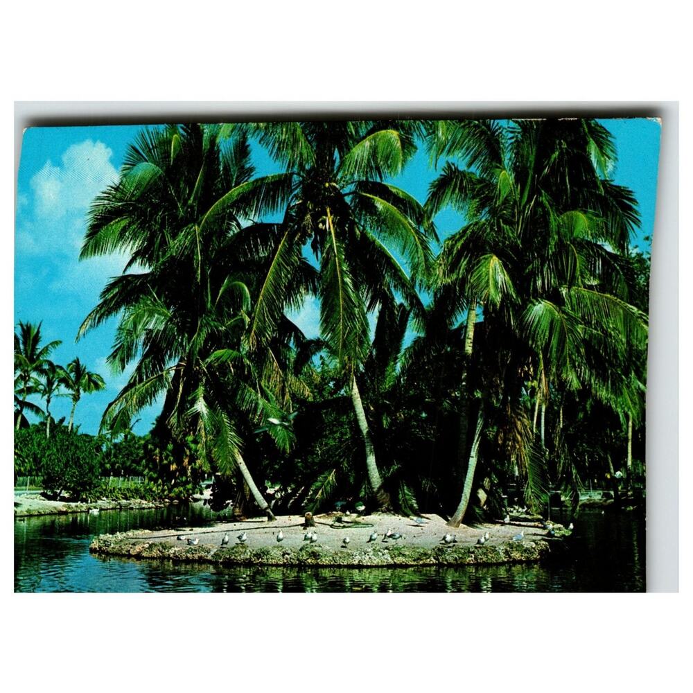 Florida Secluded Retreat Palm Tree Island Birds Chrome Postcard Miami